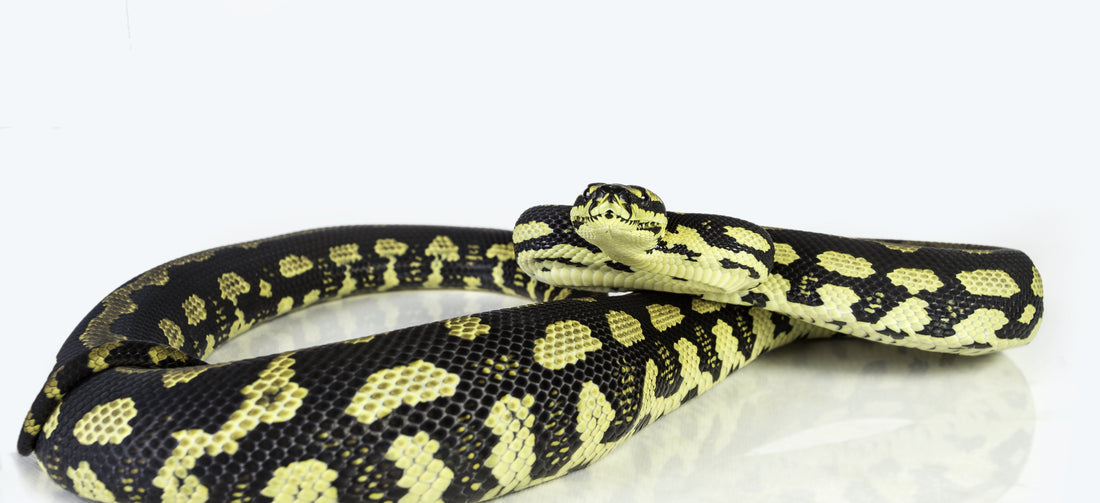 Carpet Python Care Sheet (all species)