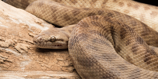 Children's Python Care Sheet