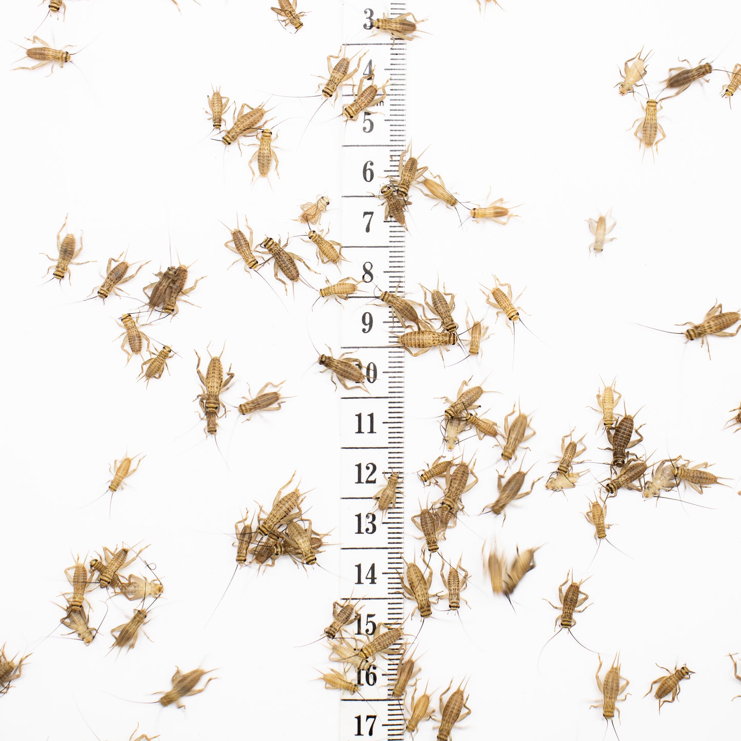 Small Crickets
