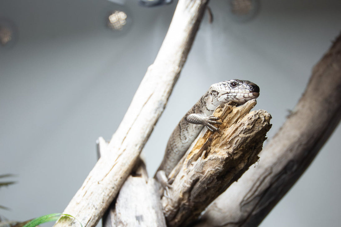 Pink Tongue Skink Care Sheet