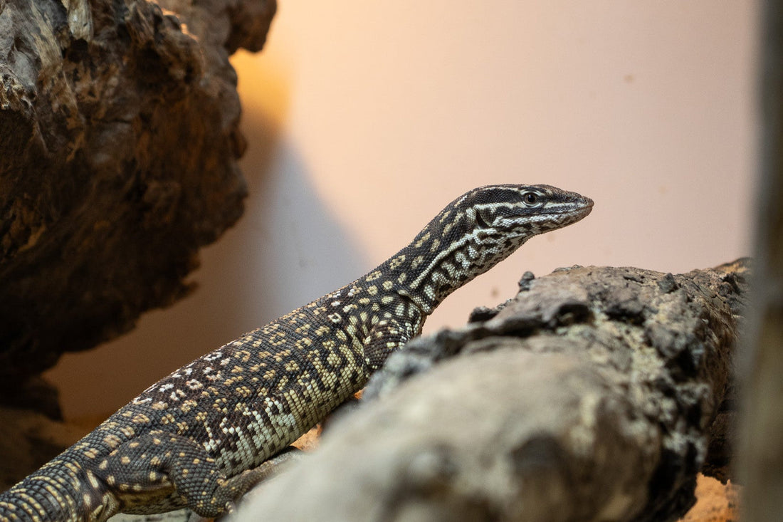 Ackie Monitor Care Sheet (Beginner)