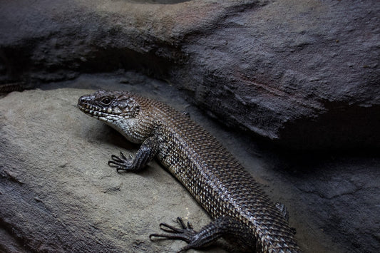 Cunningham Skink Care Sheet (All Localities)