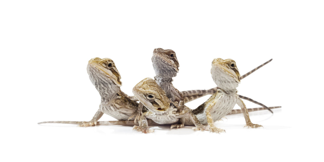 Central Bearded Dragon Care Sheet