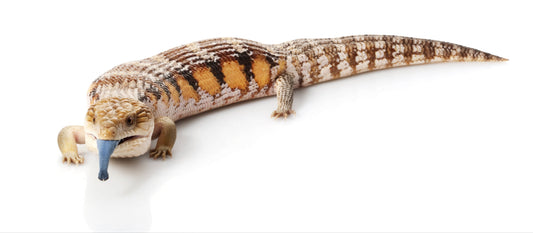 Blue Tongue Lizard Care Sheet (all species)