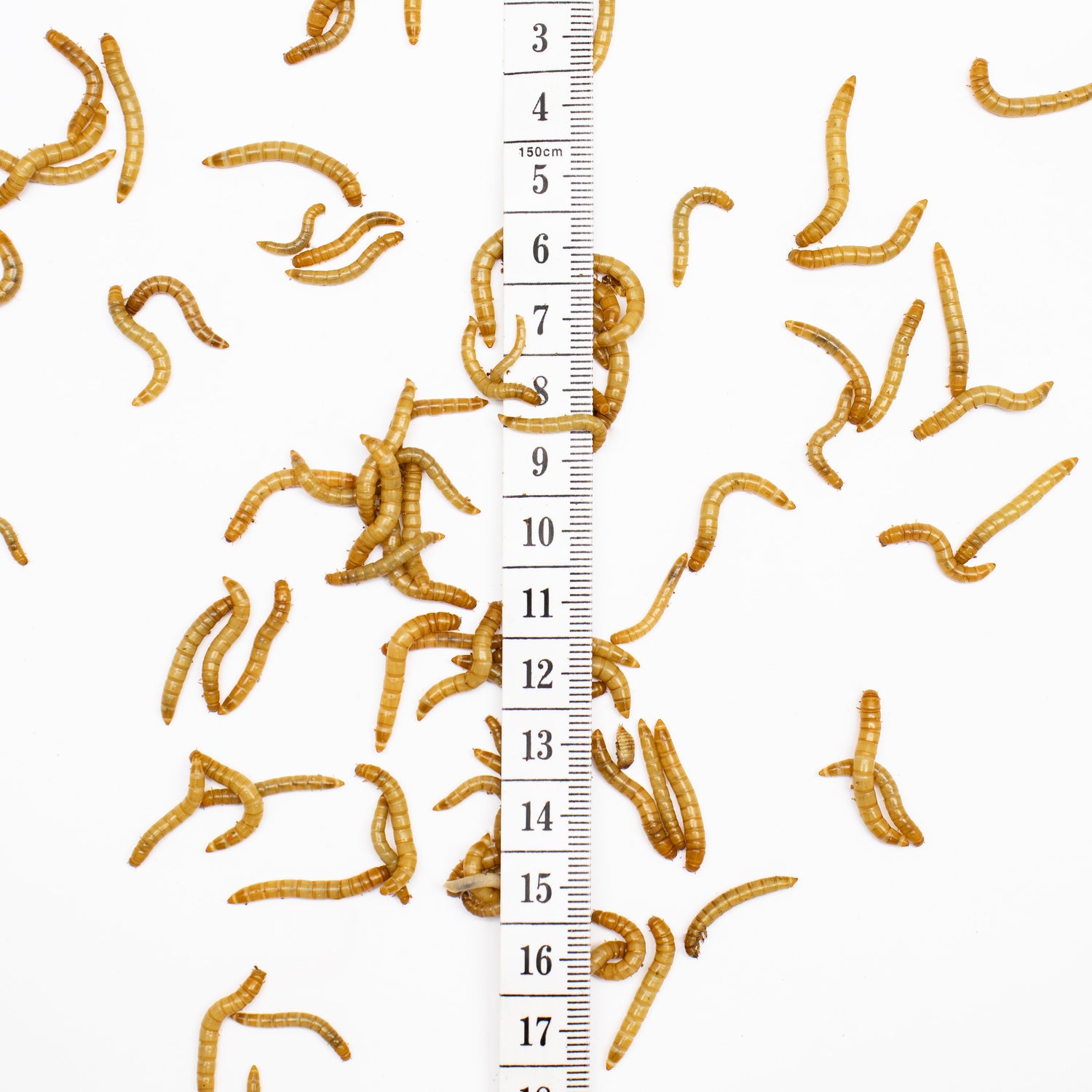 Mealworms & Superworms