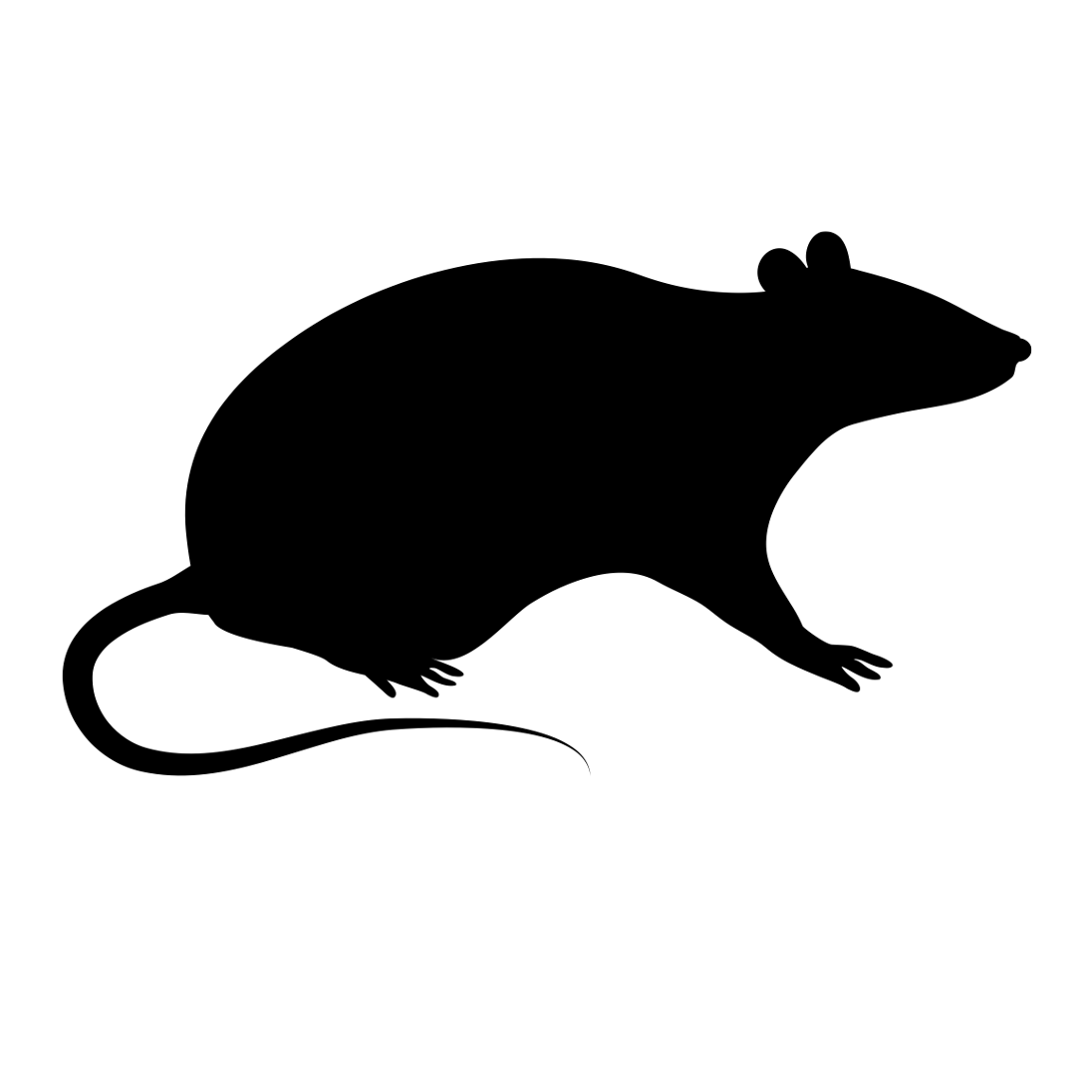 Frozen Rats