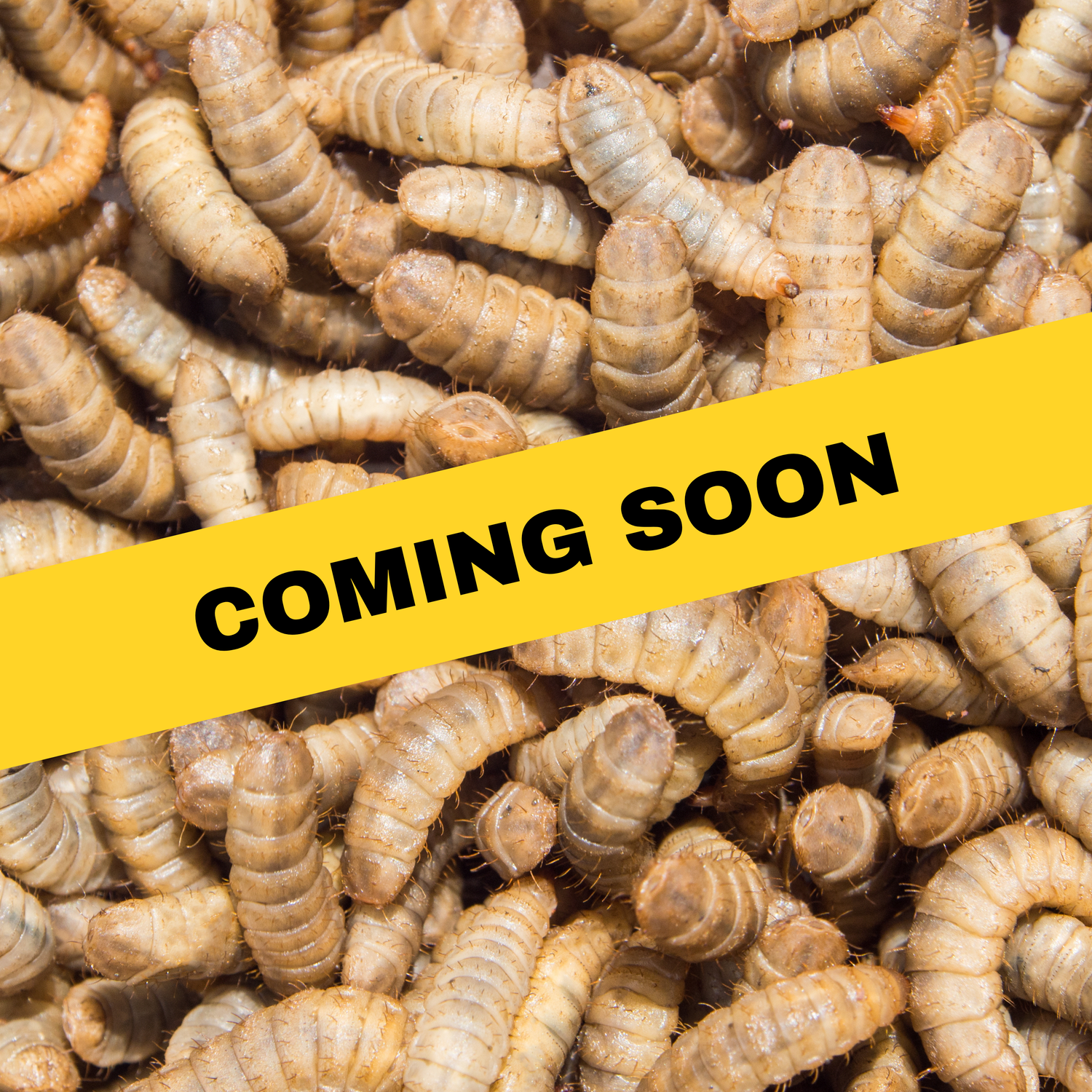 Black Soldier Fly Larvae