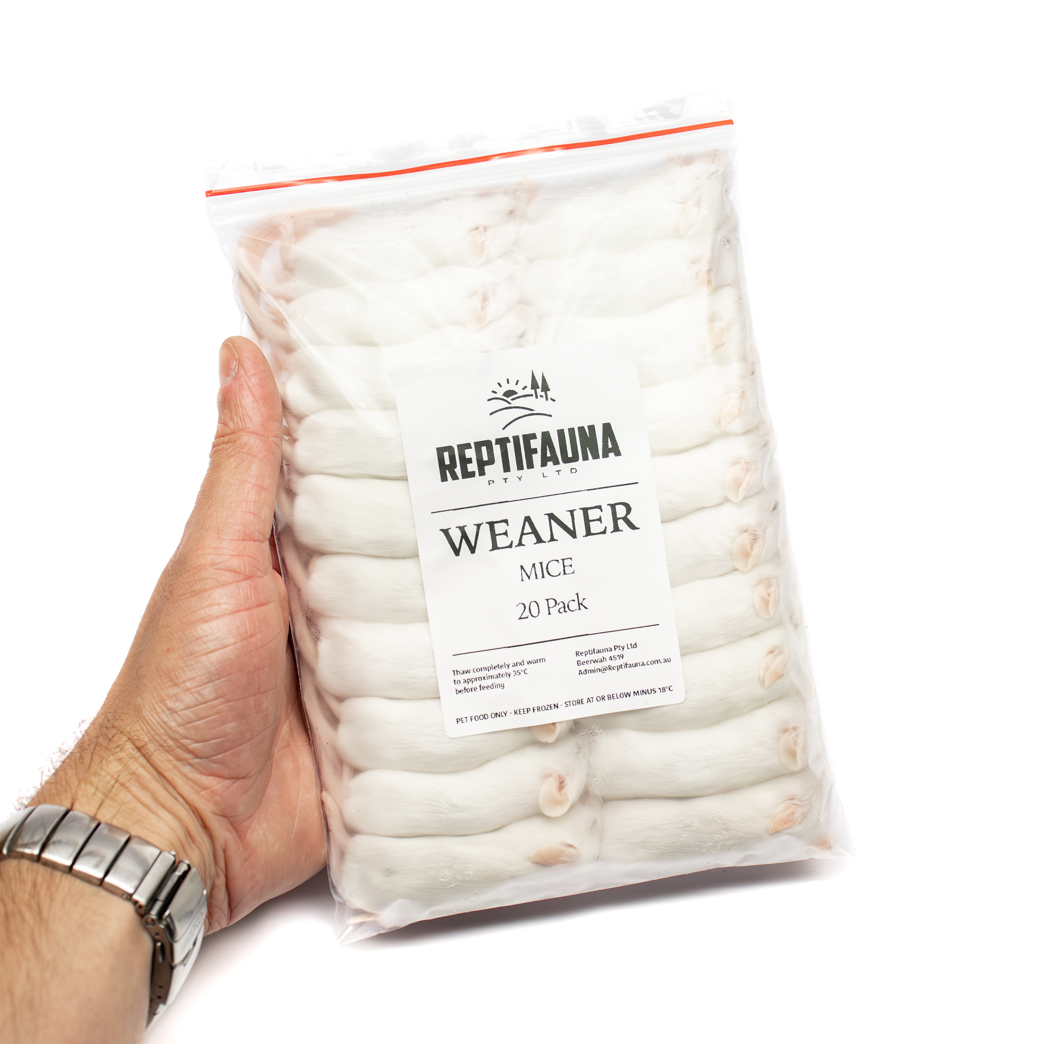 Frozen Mice – Reptifauna