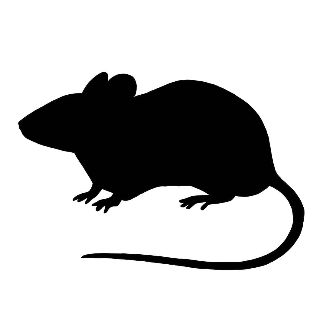 Frozen Mice