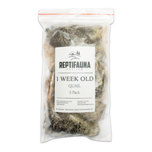 1 Week Old Quail Main Pack Image Front