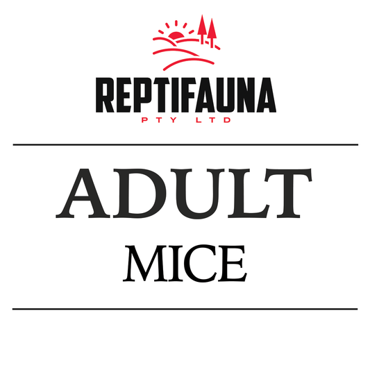 Frozen Mice: Adult