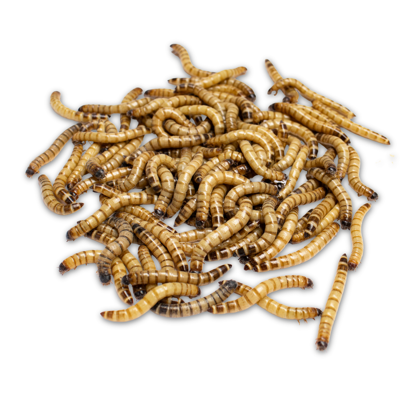Superworms (Zophobas morio)