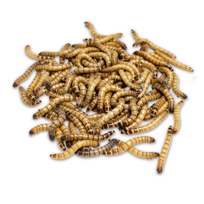Superworms (Zophobas morio)