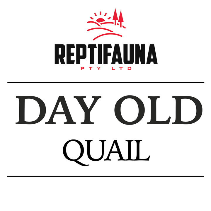 View of Frozen Quail – Reptifauna