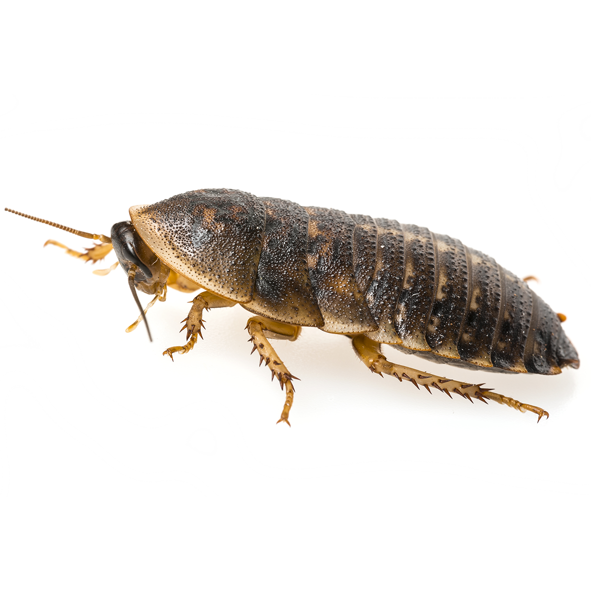 Large Dubia
