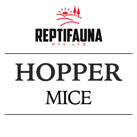 Frozen Mice: Hopper