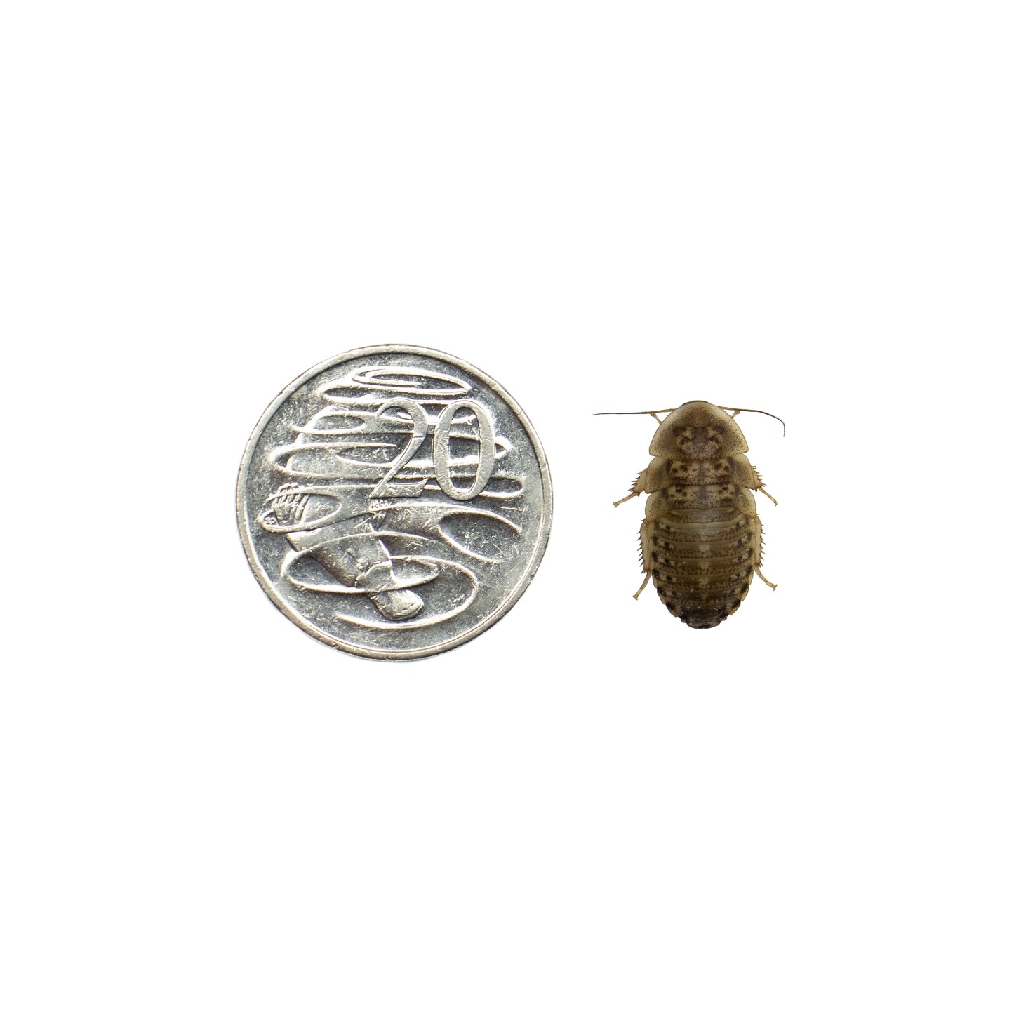 Medium Dubia