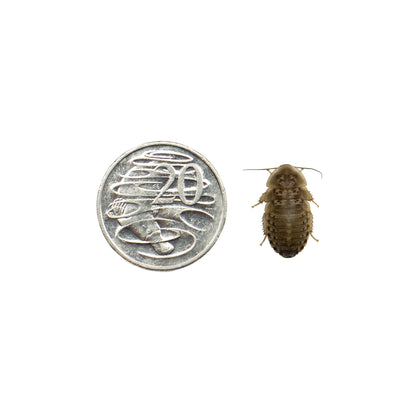 Medium Dubia