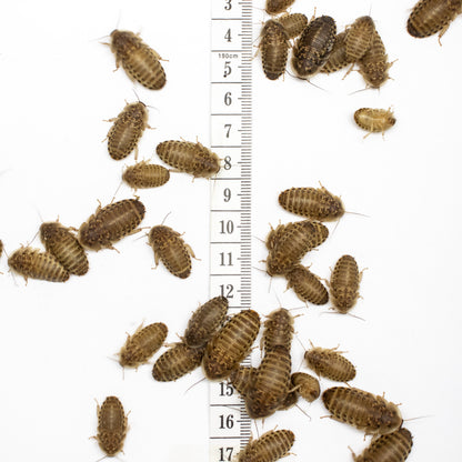 Medium Dubia