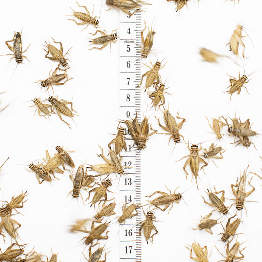 Large Crickets