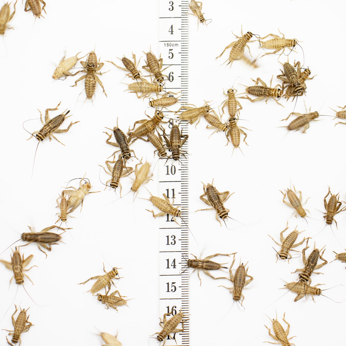 Medium Crickets