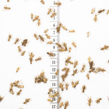 Small Crickets