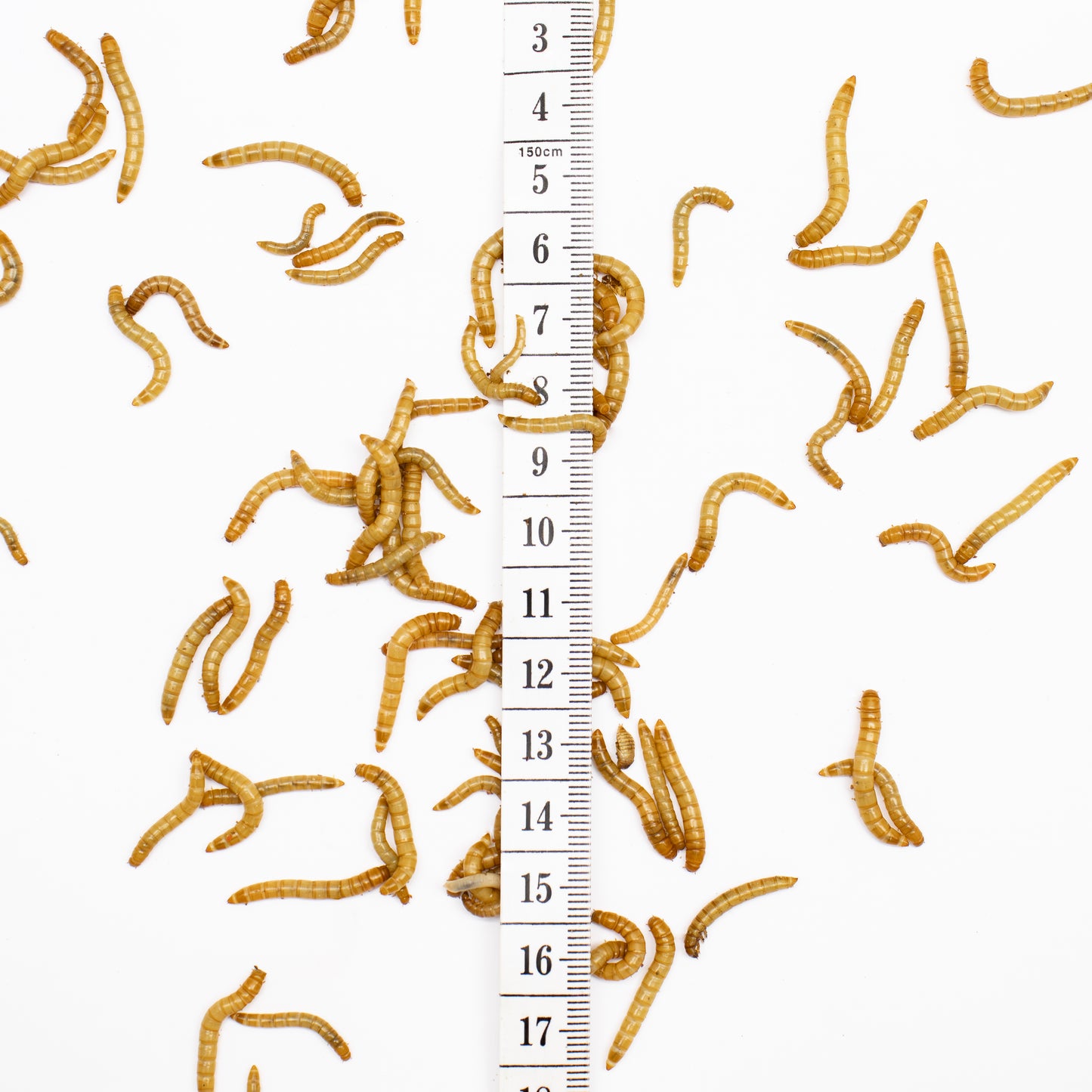 Mealworms