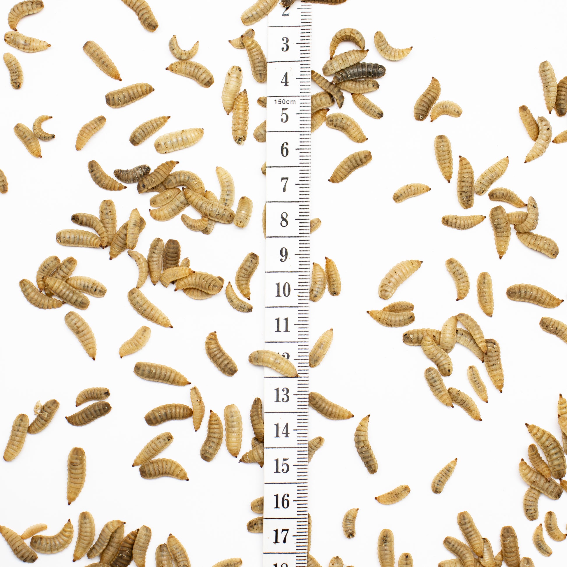 Live Black soldier fly larvae BSFL for sale in australia