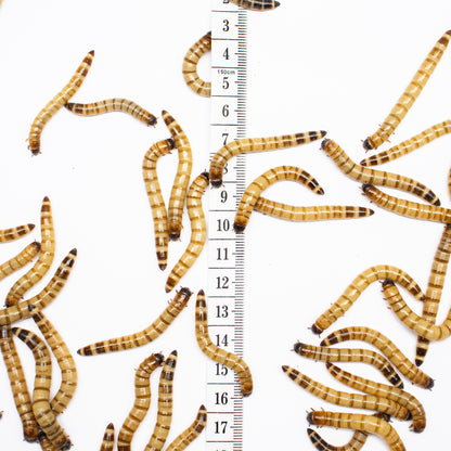 Superworms (Zophobas morio)