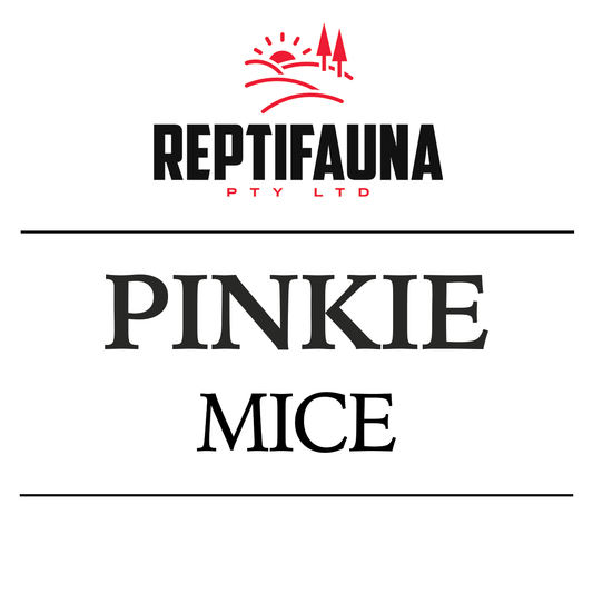 Frozen Mice: Pinky