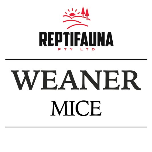 Frozen Mice: Weaner