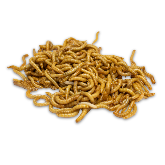 Mealworms