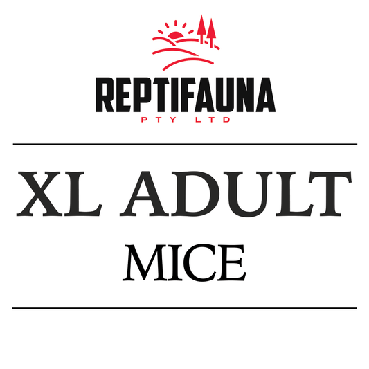 Frozen Mice: XL Adult