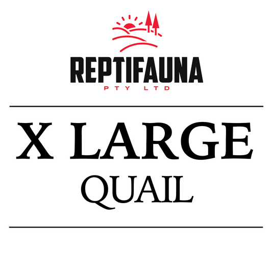 Frozen Quail: X Large